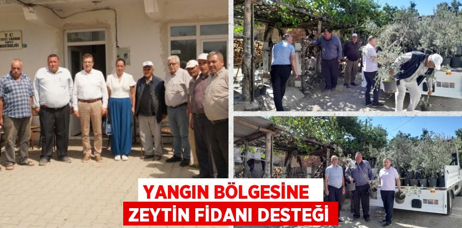 YANGIN BÖLGESİNE  ZEYTİN FİDANI DESTEĞİ