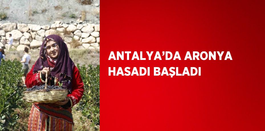 ANTALYA’DA ARONYA HASADI BAŞLADI