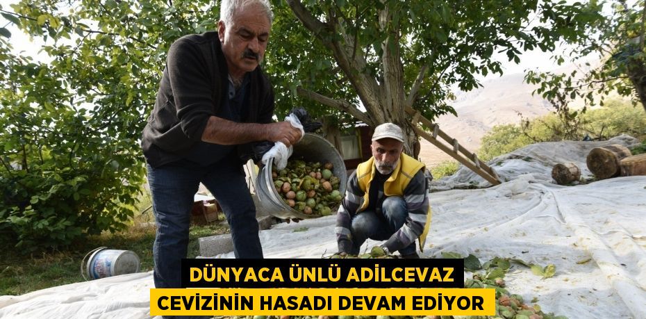 Dünyaca ünlü Adilcevaz cevizinin hasadı devam ediyor