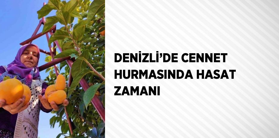 DENİZLİ’DE CENNET HURMASINDA HASAT ZAMANI