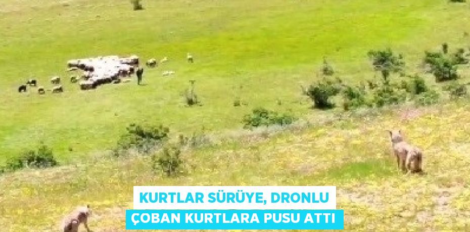 KURTLAR SÜRÜYE, DRONLU ÇOBAN KURTLARA PUSU ATTI