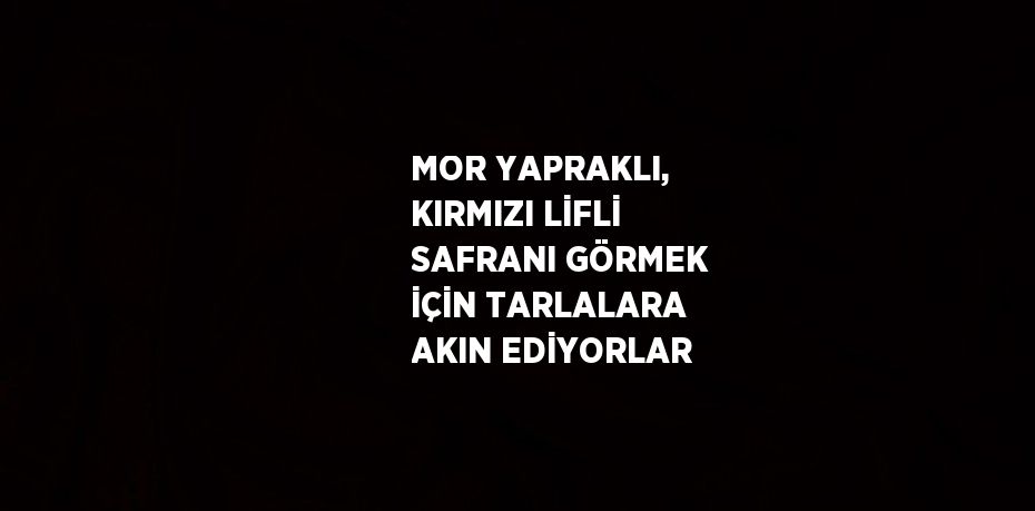 MOR YAPRAKLI, KIRMIZI LİFLİ SAFRANI GÖRMEK İÇİN TARLALARA AKIN EDİYORLAR