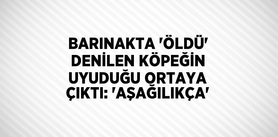 BARINAKTA 'ÖLDÜ' DENİLEN KÖPEĞİN UYUDUĞU ORTAYA ÇIKTI: 'AŞAĞILIKÇA'