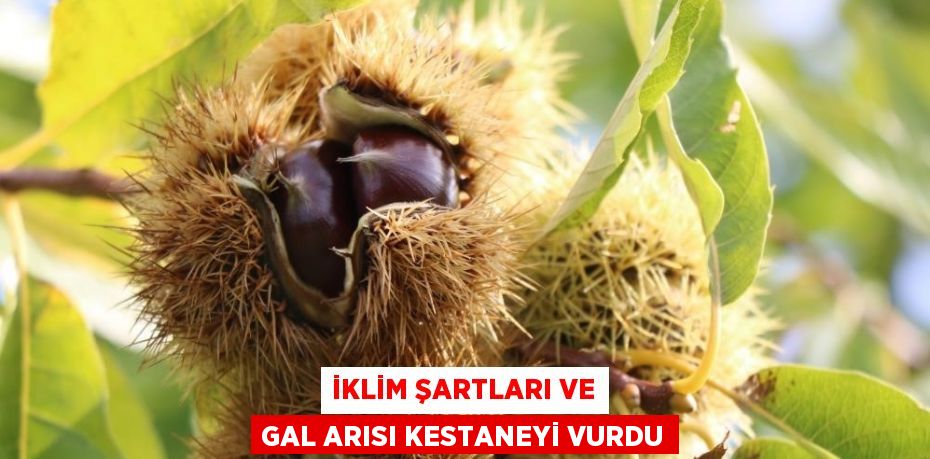 İKLİM ŞARTLARI VE GAL ARISI KESTANEYİ VURDU