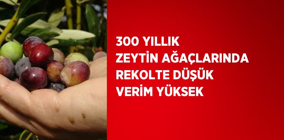 300 YILLIK ZEYTİN AĞAÇLARINDA REKOLTE DÜŞÜK VERİM YÜKSEK