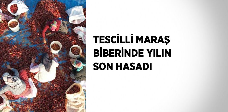 TESCİLLİ MARAŞ BİBERİNDE YILIN SON HASADI