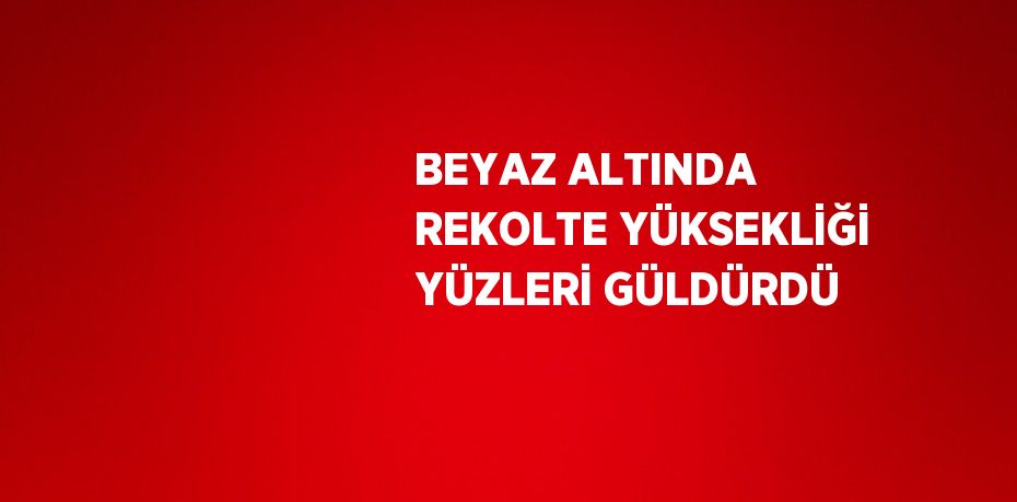 BEYAZ ALTINDA REKOLTE YÜKSEKLİĞİ YÜZLERİ GÜLDÜRDÜ