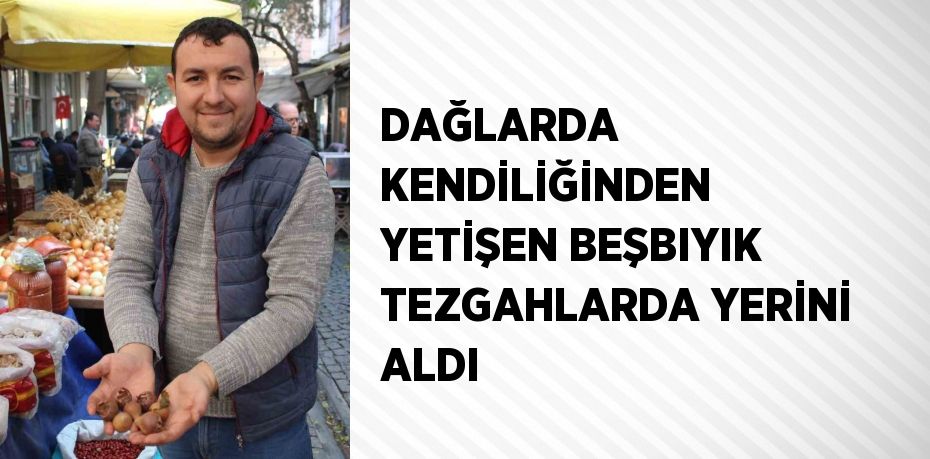 DAĞLARDA KENDİLİĞİNDEN YETİŞEN BEŞBIYIK TEZGAHLARDA YERİNİ ALDI