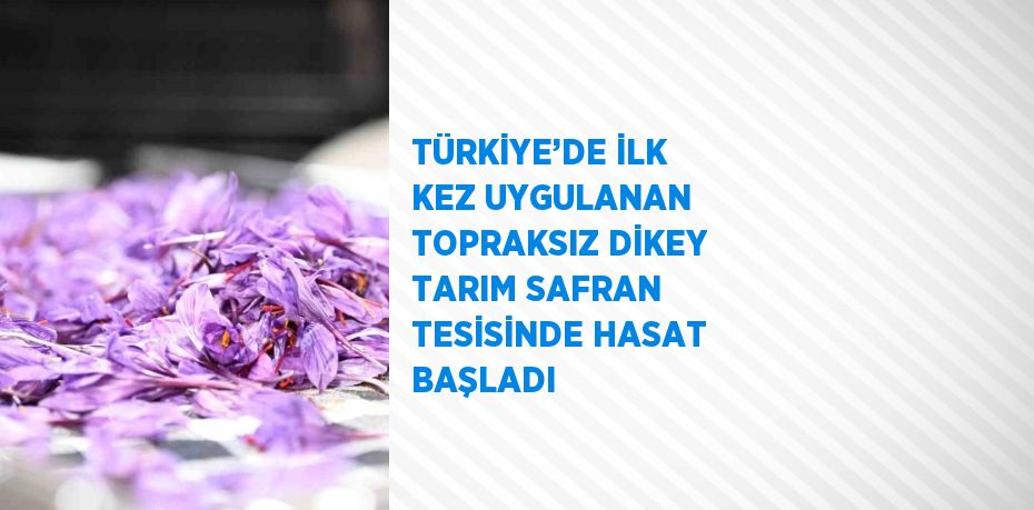 TÜRKİYE’DE İLK KEZ UYGULANAN TOPRAKSIZ DİKEY TARIM SAFRAN TESİSİNDE HASAT BAŞLADI