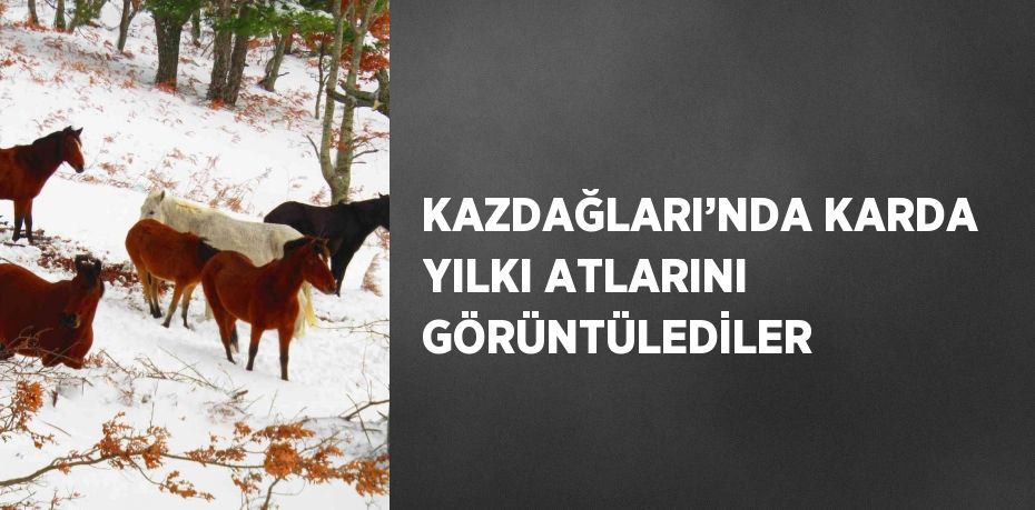 KAZDAĞLARI’NDA KARDA YILKI ATLARINI GÖRÜNTÜLEDİLER