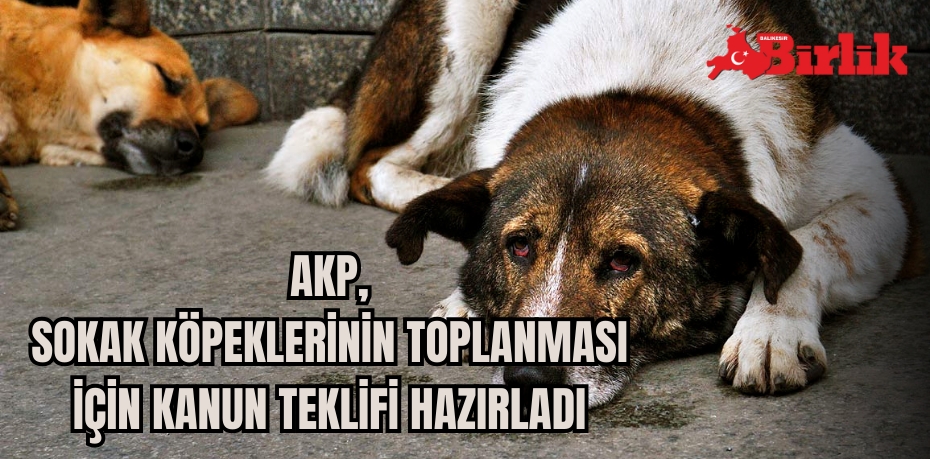 AKP, SOKAK KÖPEKLERİNİN TOPLANMASI İÇİN KANUN TEKLİFİ HAZIRLADI