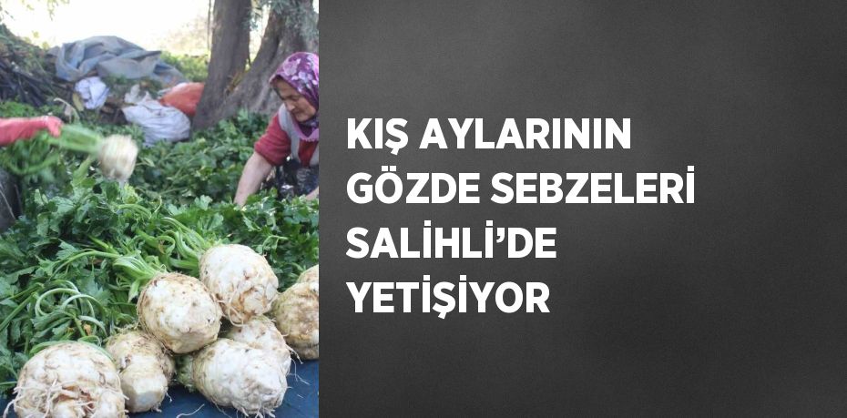 KIŞ AYLARININ GÖZDE SEBZELERİ SALİHLİ’DE YETİŞİYOR