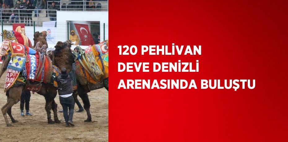 120 PEHLİVAN DEVE DENİZLİ ARENASINDA BULUŞTU