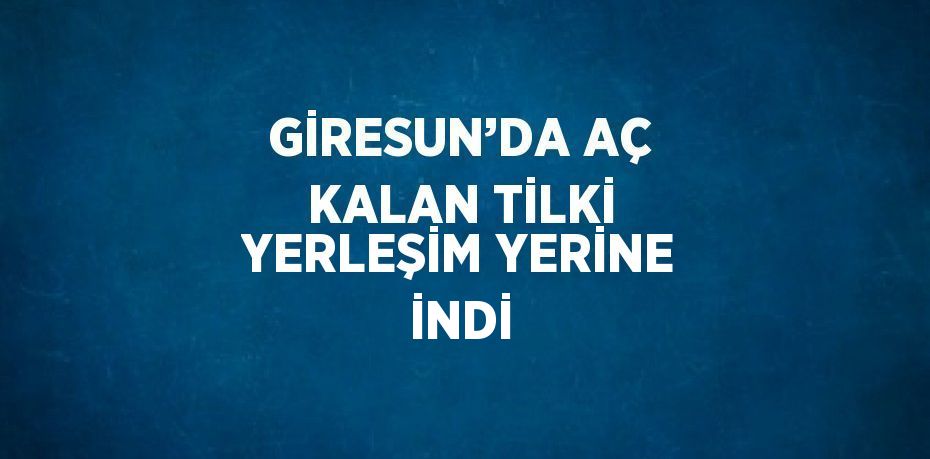 GİRESUN’DA AÇ KALAN TİLKİ YERLEŞİM YERİNE İNDİ