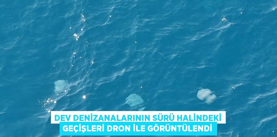 DEV DENİZANALARININ SÜRÜ HALİNDEKİ GEÇİŞLERİ DRON İLE GÖRÜNTÜLENDİ