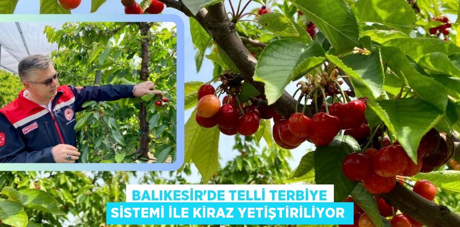 BALIKESİR’DE TELLİ TERBİYE SİSTEMİ İLE KİRAZ YETİŞTİRİLİYOR