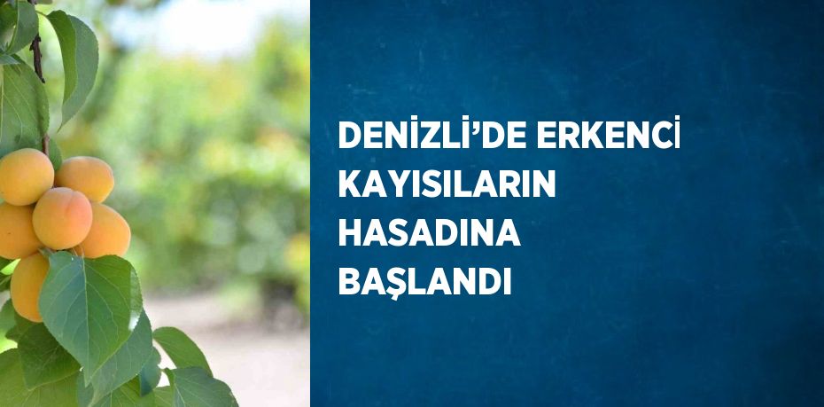 DENİZLİ’DE ERKENCİ KAYISILARIN HASADINA BAŞLANDI