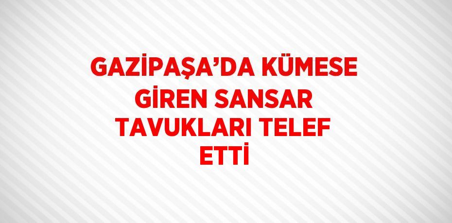 GAZİPAŞA’DA KÜMESE GİREN SANSAR TAVUKLARI TELEF ETTİ