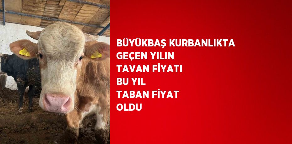 BÜYÜKBAŞ KURBANLIKTA GEÇEN YILIN TAVAN FİYATI BU YIL TABAN FİYAT OLDU