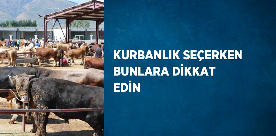 KURBANLIK SEÇERKEN BUNLARA DİKKAT EDİN