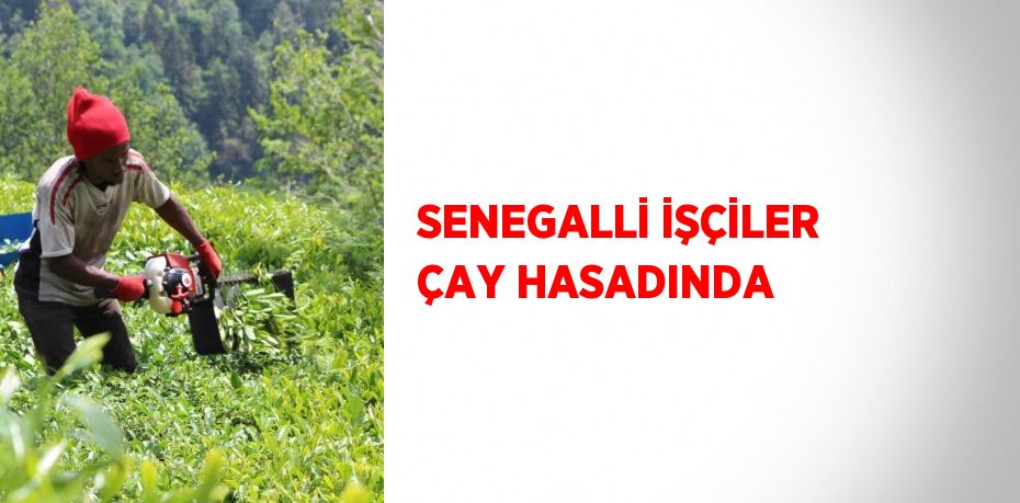 SENEGALLİ İŞÇİLER ÇAY HASADINDA