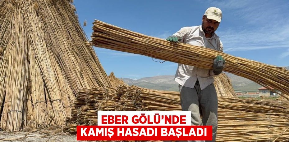 EBER GÖLÜ’NDE KAMIŞ HASADI BAŞLADI