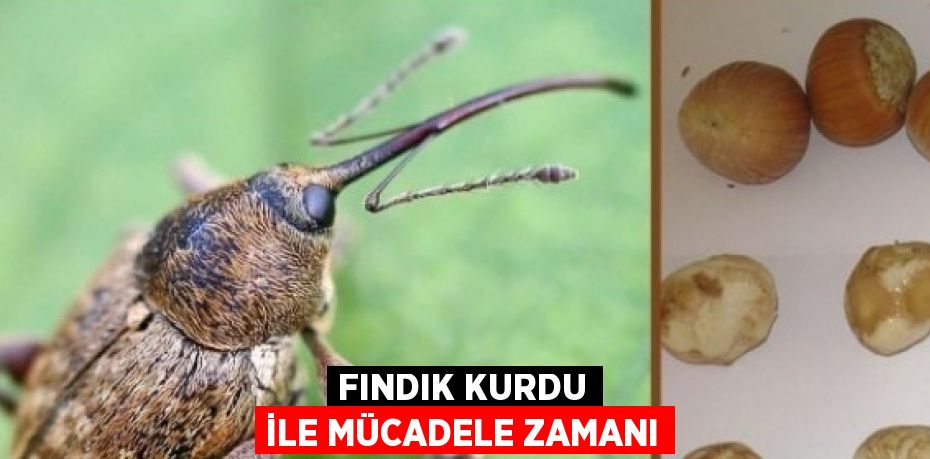 FINDIK KURDU İLE MÜCADELE ZAMANI