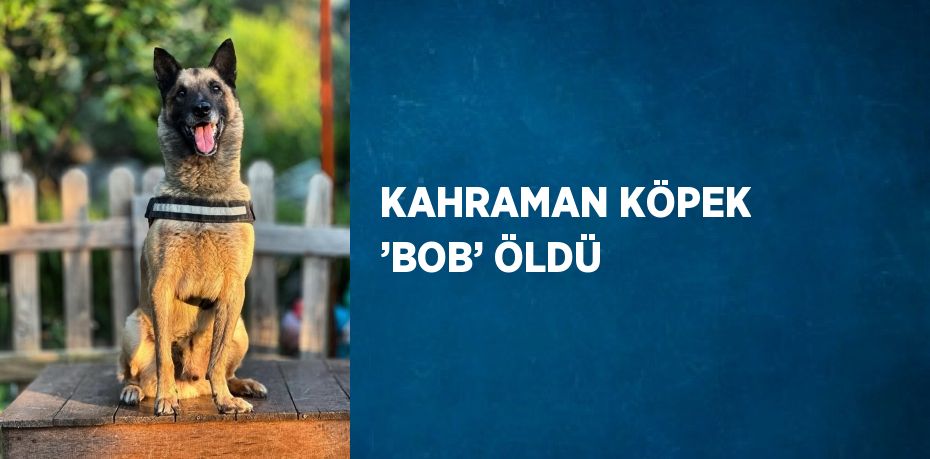 KAHRAMAN KÖPEK ’BOB’ ÖLDÜ