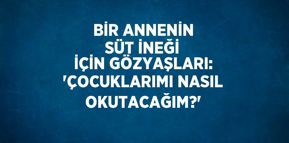 BİR ANNENİN SÜT İNEĞİ İÇİN GÖZYAŞLARI: 'ÇOCUKLARIMI NASIL OKUTACAĞIM?'
