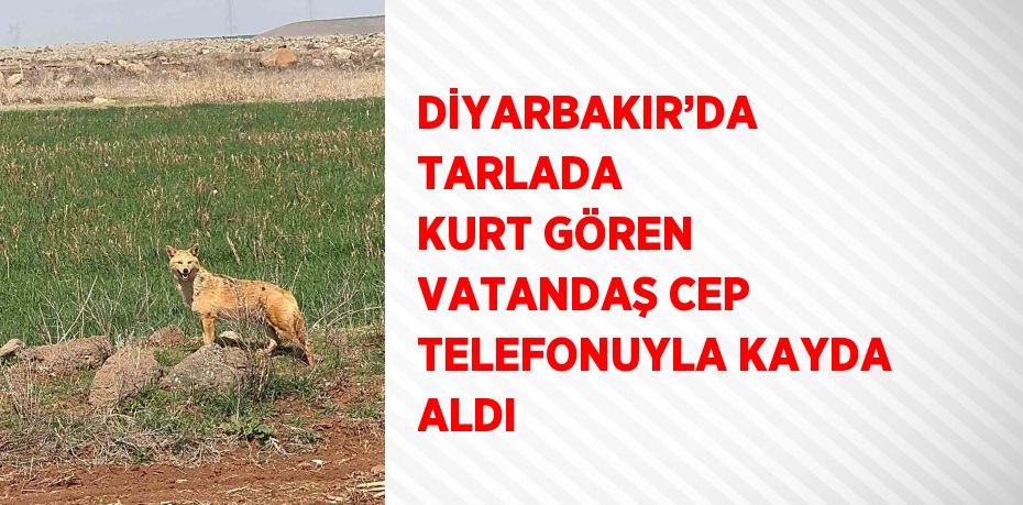 DİYARBAKIR’DA TARLADA KURT GÖREN VATANDAŞ CEP TELEFONUYLA KAYDA ALDI