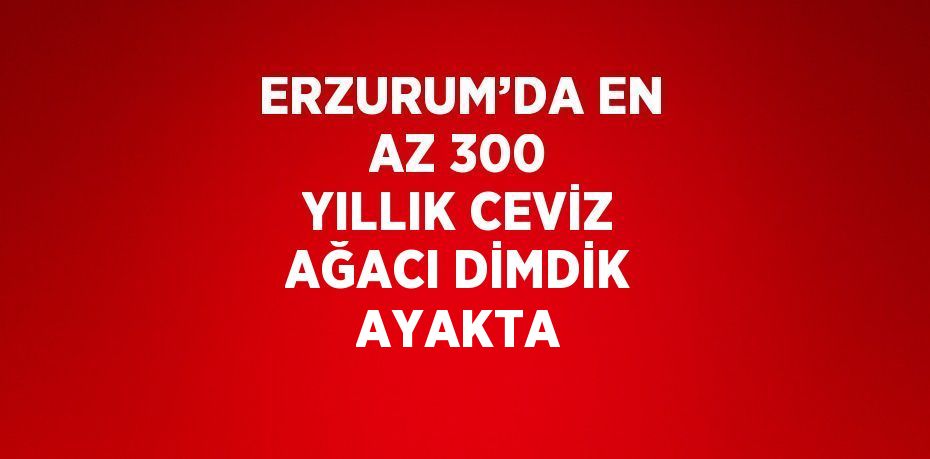 ERZURUM’DA EN AZ 300 YILLIK CEVİZ AĞACI DİMDİK AYAKTA