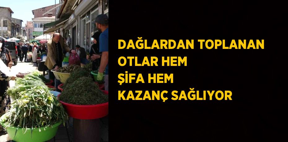 DAĞLARDAN TOPLANAN OTLAR HEM ŞİFA HEM KAZANÇ SAĞLIYOR