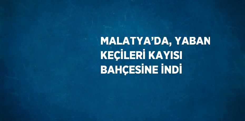 MALATYA’DA, YABAN KEÇİLERİ KAYISI BAHÇESİNE İNDİ