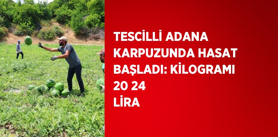 TESCİLLİ ADANA KARPUZUNDA HASAT BAŞLADI: KİLOGRAMI 20 24 LİRA