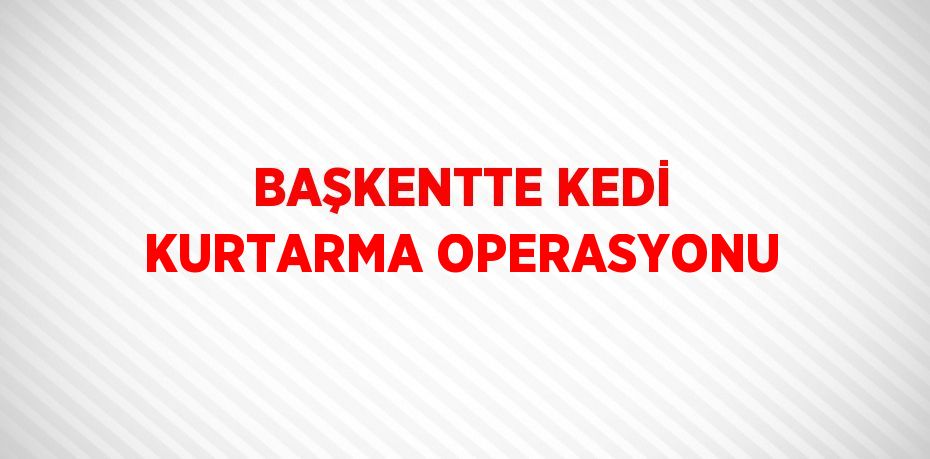 BAŞKENTTE KEDİ KURTARMA OPERASYONU