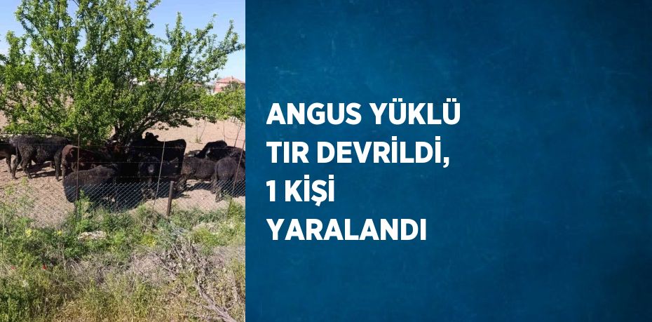 ANGUS YÜKLÜ TIR DEVRİLDİ, 1 KİŞİ YARALANDI