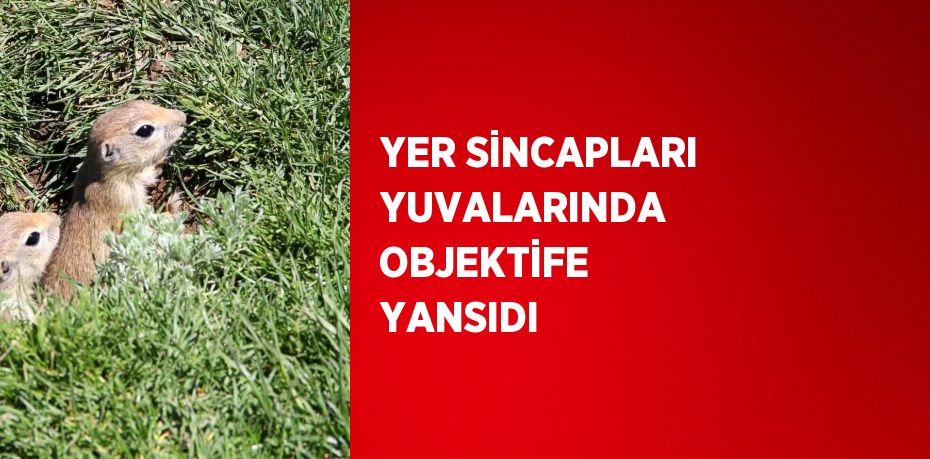 YER SİNCAPLARI YUVALARINDA OBJEKTİFE YANSIDI