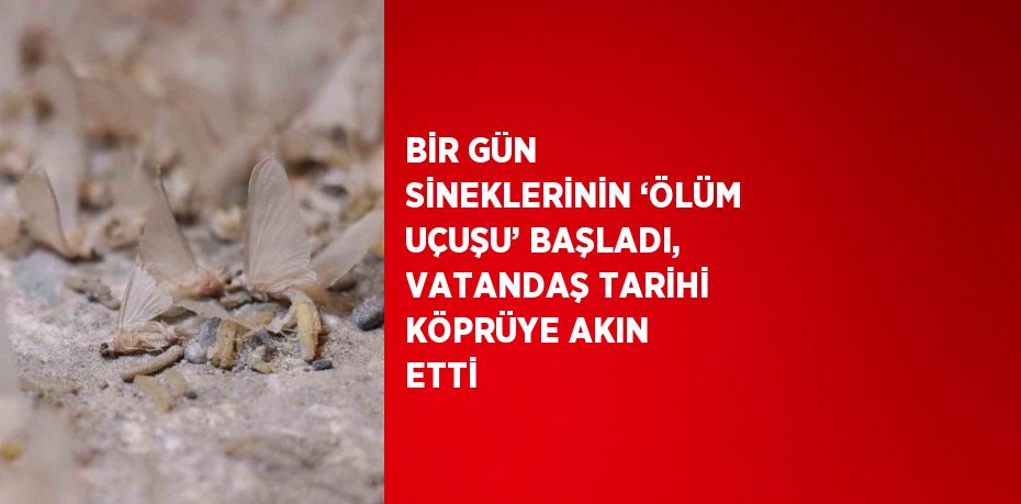 BİR GÜN SİNEKLERİNİN ‘ÖLÜM UÇUŞU’ BAŞLADI, VATANDAŞ TARİHİ KÖPRÜYE AKIN ETTİ