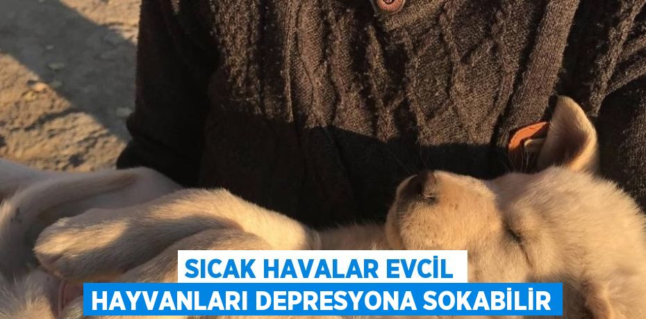 SICAK HAVALAR EVCİL HAYVANLARI DEPRESYONA SOKABİLİR