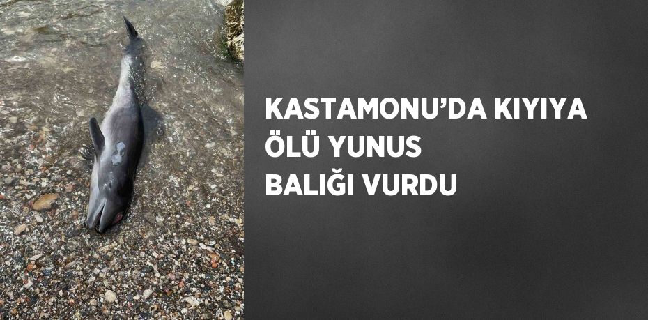 KASTAMONU’DA KIYIYA ÖLÜ YUNUS BALIĞI VURDU