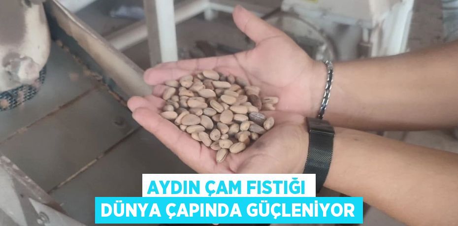 AYDIN ÇAM FISTIĞI DÜNYA ÇAPINDA GÜÇLENİYOR
