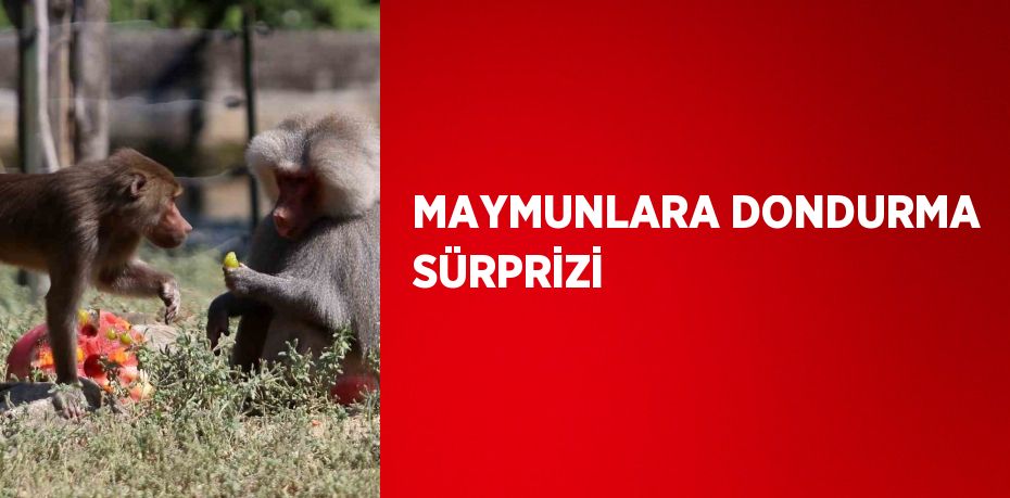 MAYMUNLARA DONDURMA SÜRPRİZİ