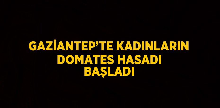 GAZİANTEP’TE KADINLARIN DOMATES HASADI BAŞLADI