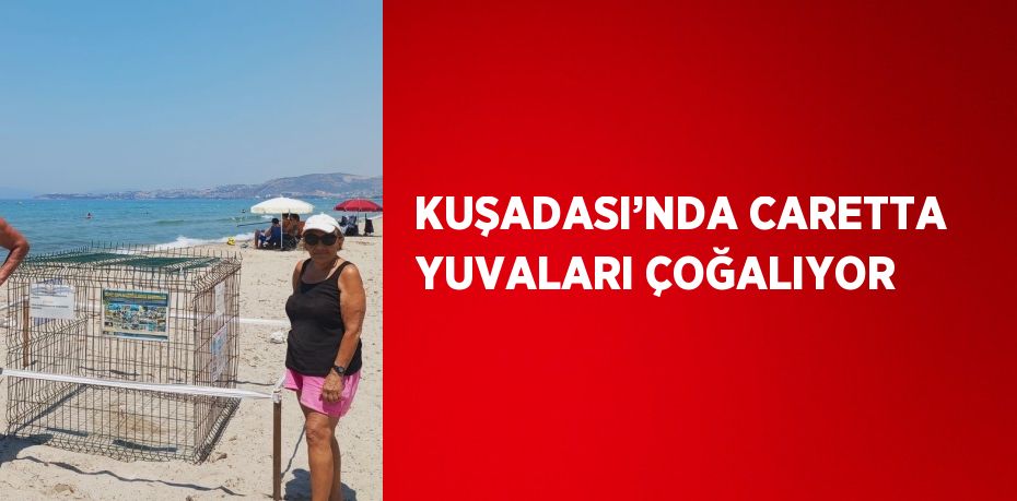 KUŞADASI’NDA CARETTA YUVALARI ÇOĞALIYOR