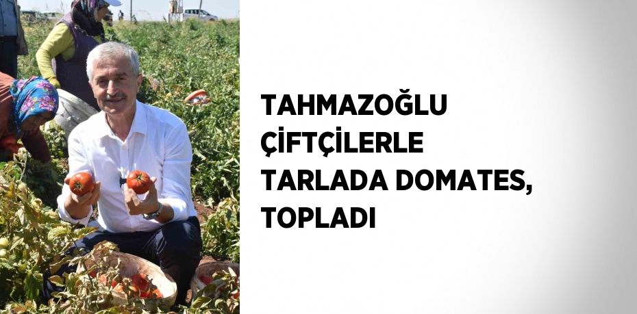 TAHMAZOĞLU ÇİFTÇİLERLE TARLADA DOMATES, TOPLADI