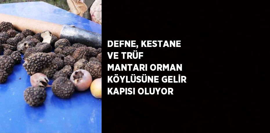 DEFNE, KESTANE VE TRÜF MANTARI ORMAN KÖYLÜSÜNE GELİR KAPISI OLUYOR