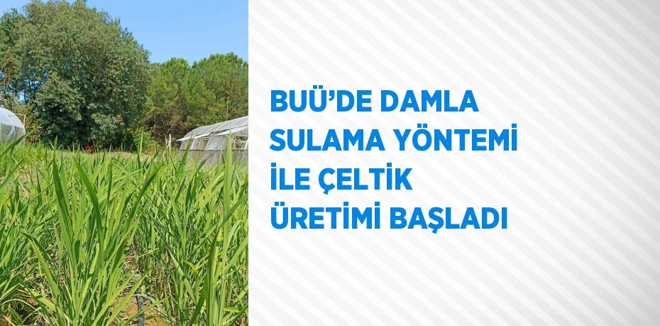 BUÜ’DE DAMLA SULAMA YÖNTEMİ İLE ÇELTİK ÜRETİMİ BAŞLADI