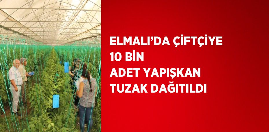 ELMALI’DA ÇİFTÇİYE 10 BİN ADET YAPIŞKAN TUZAK DAĞITILDI