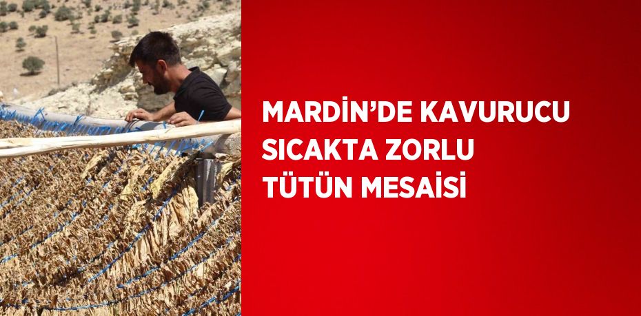 MARDİN’DE KAVURUCU SICAKTA ZORLU TÜTÜN MESAİSİ