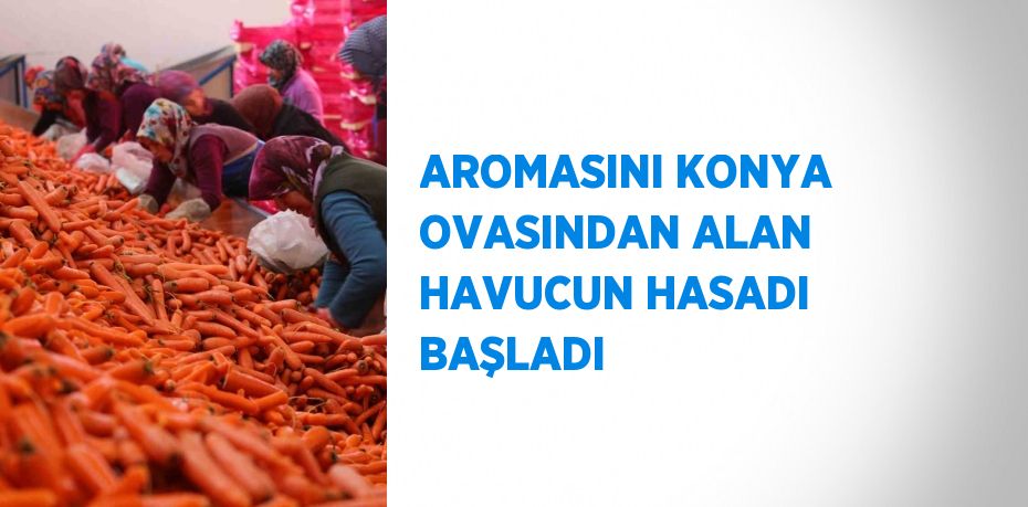 AROMASINI KONYA OVASINDAN ALAN HAVUCUN HASADI BAŞLADI